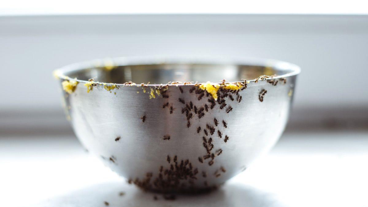 El condimento que tienes en la cocina y sirve para ponerle fin a las hormigas